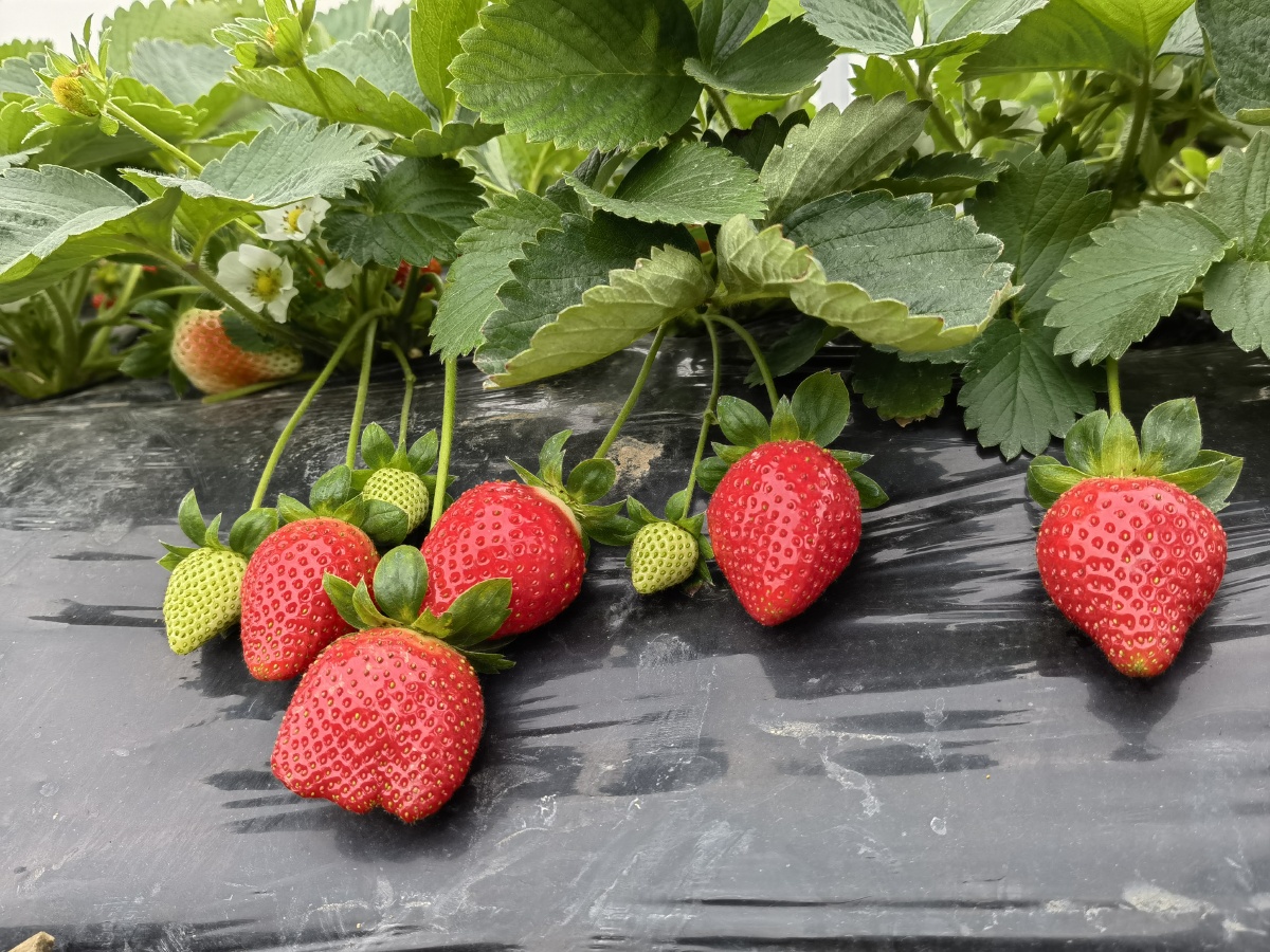 五颗红草莓