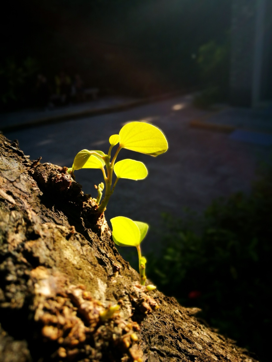 下的嫩叶给人以无限生机和希望仿佛能治愈生活中遇到的一切困难和烦恼