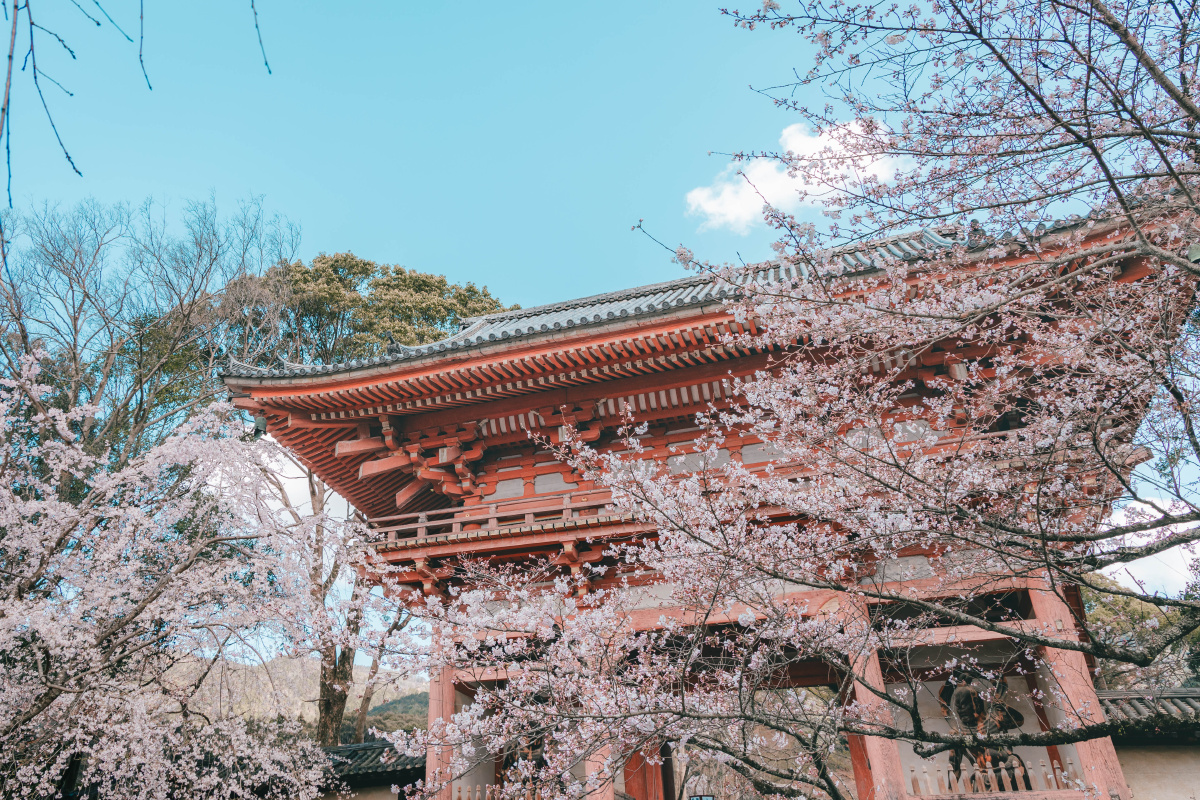 京都醍醐寺樱花