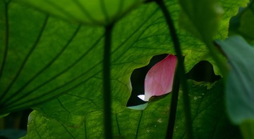 164060