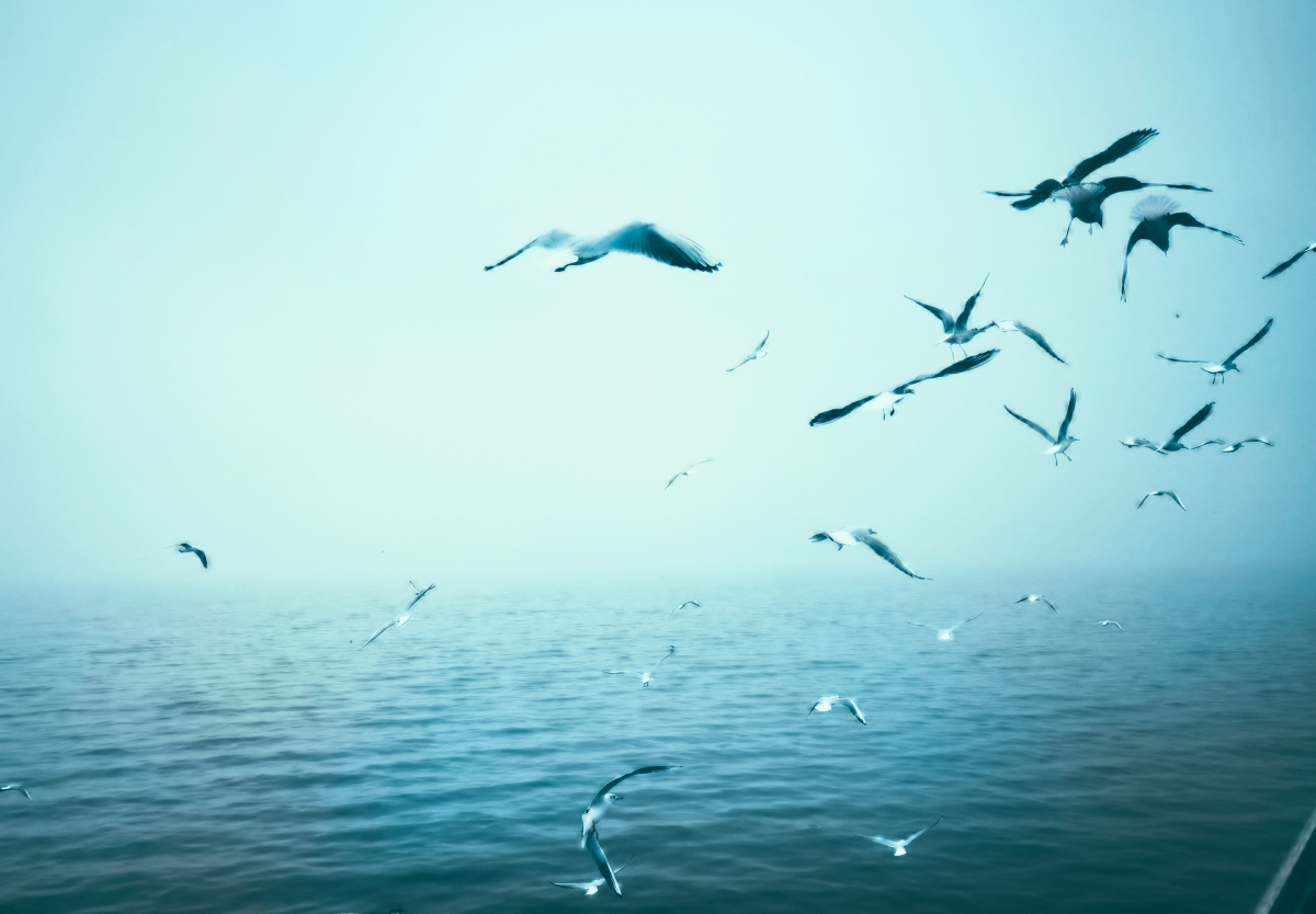 无锡鼋头渚的小精灵华为p40propolarr泼辣修图