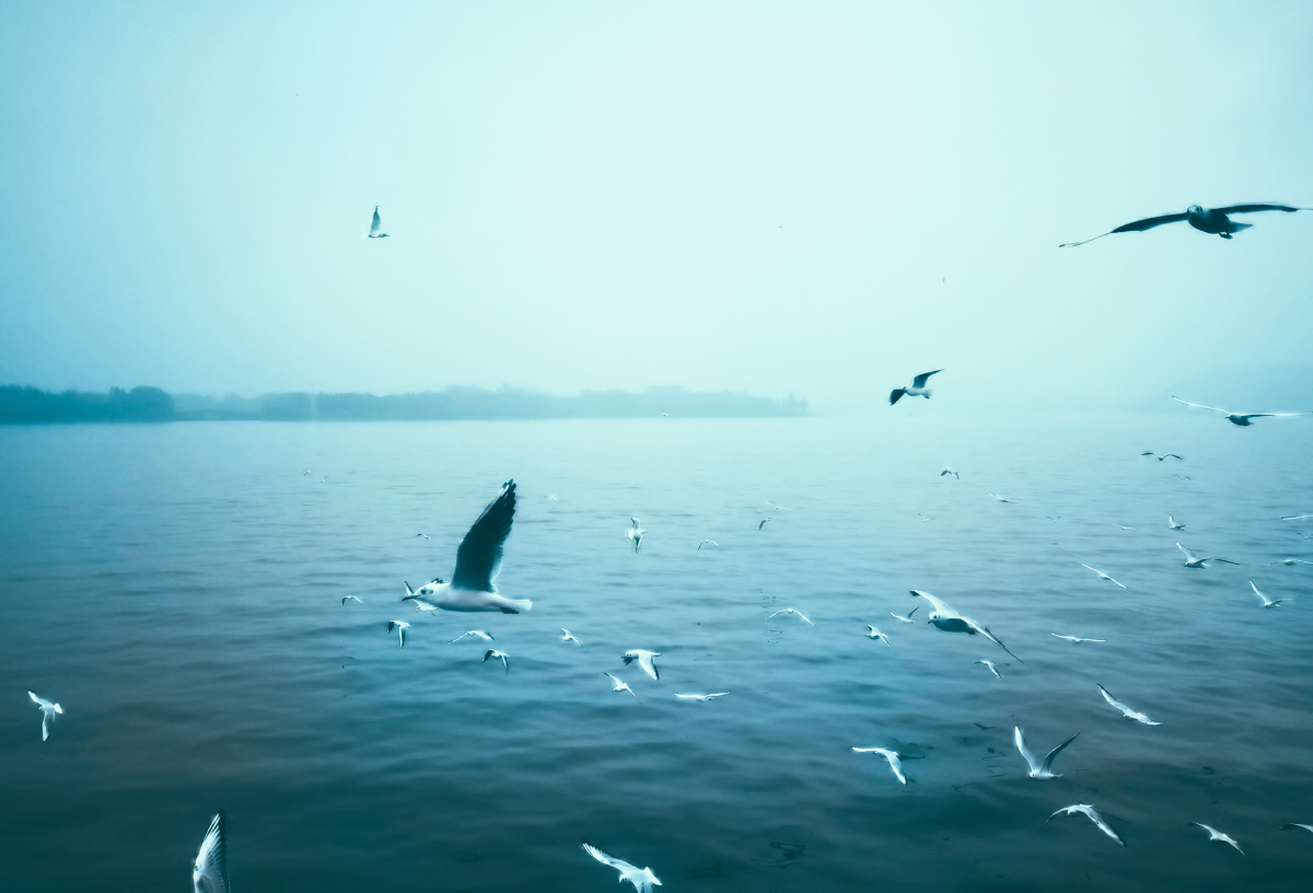 无锡鼋头渚的小精灵华为p40propolarr泼辣修图