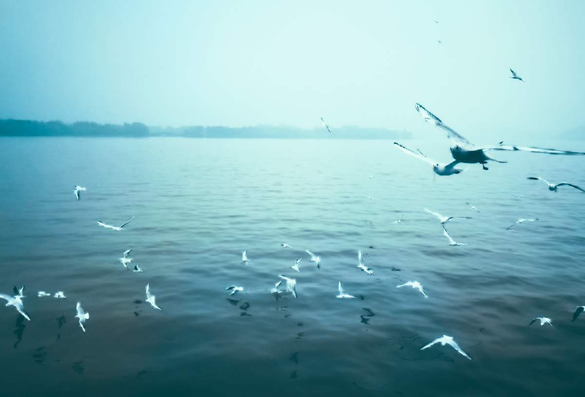 无锡鼋头渚的小精灵华为p40propolarr泼辣修图