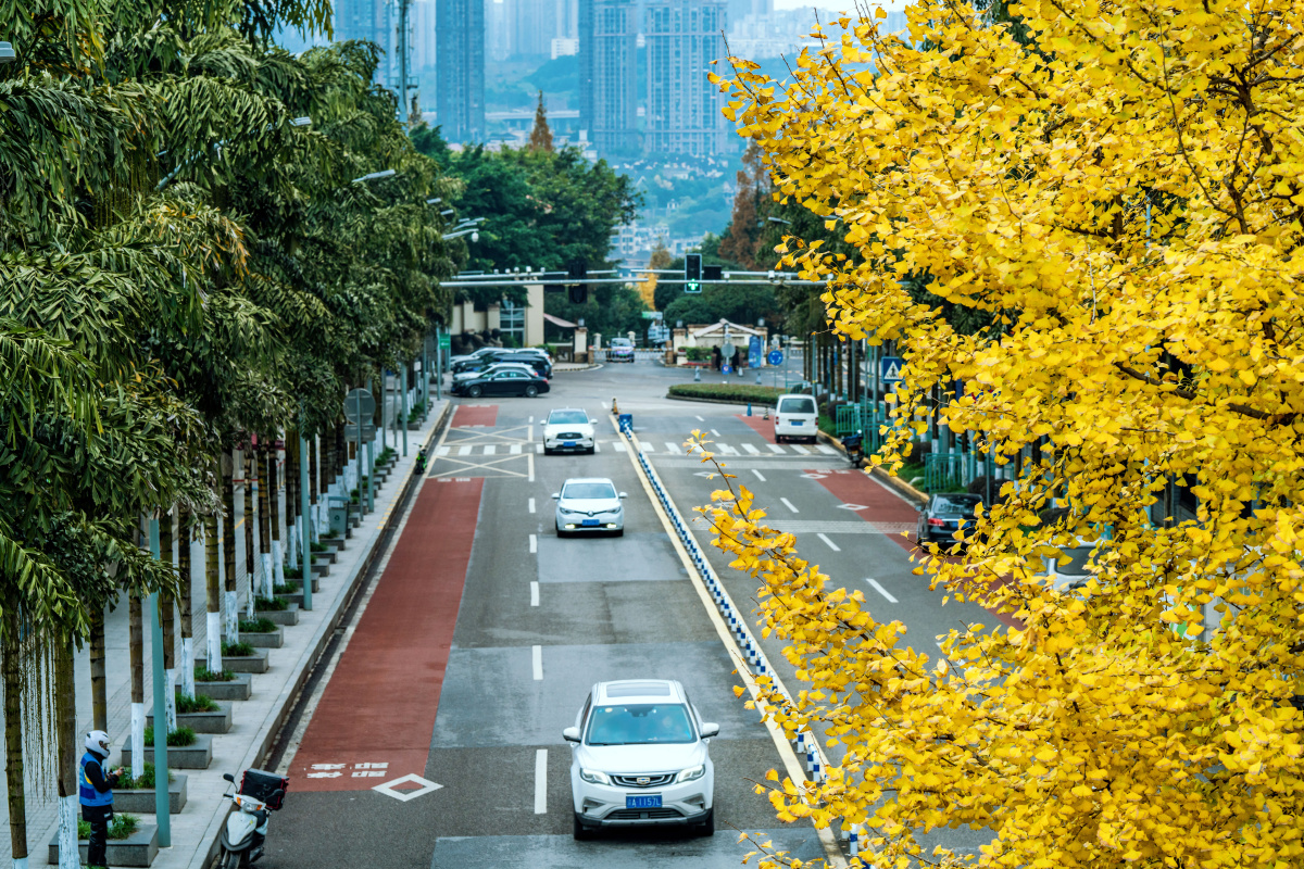 冬日的重庆有别于北方城市凄美一年四季依然绿郁葱葱五彩斑斓