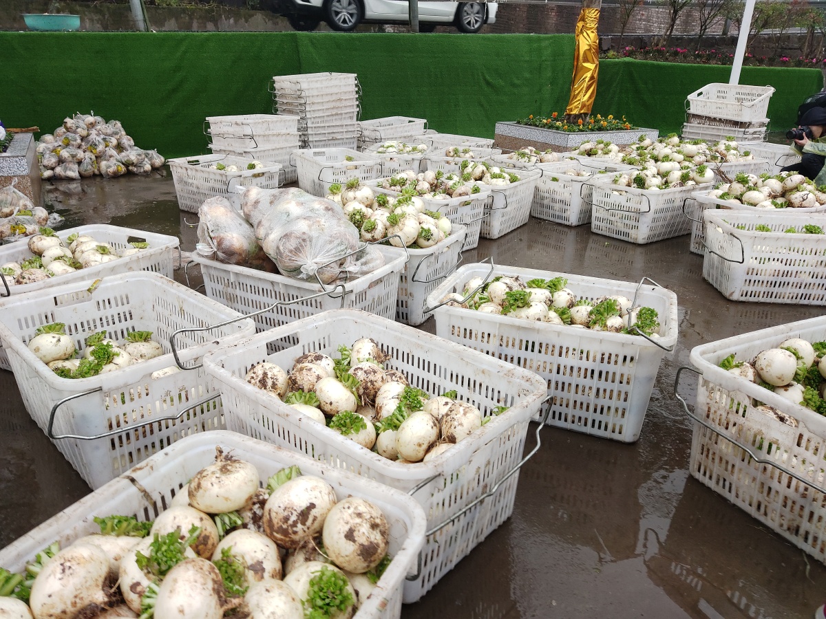 重庆綦江赶水萝卜节雨中开幕