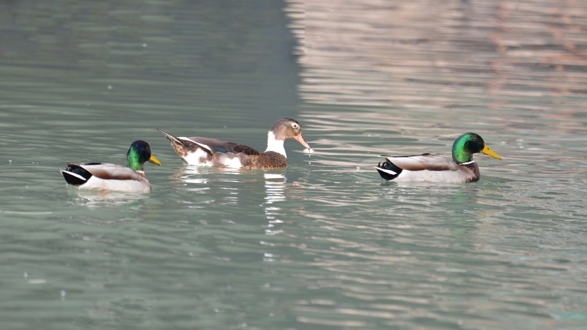 家鸭混入野鸭群