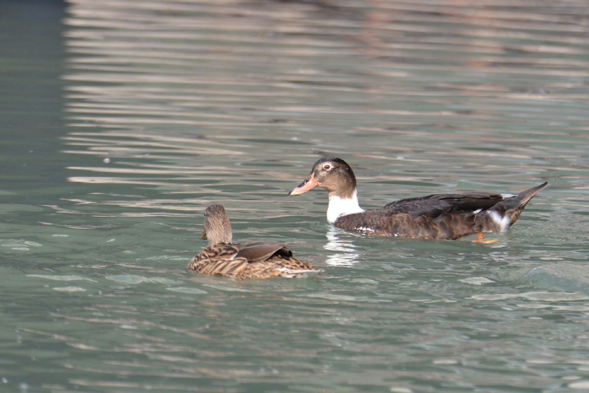 家鸭混入野鸭群
