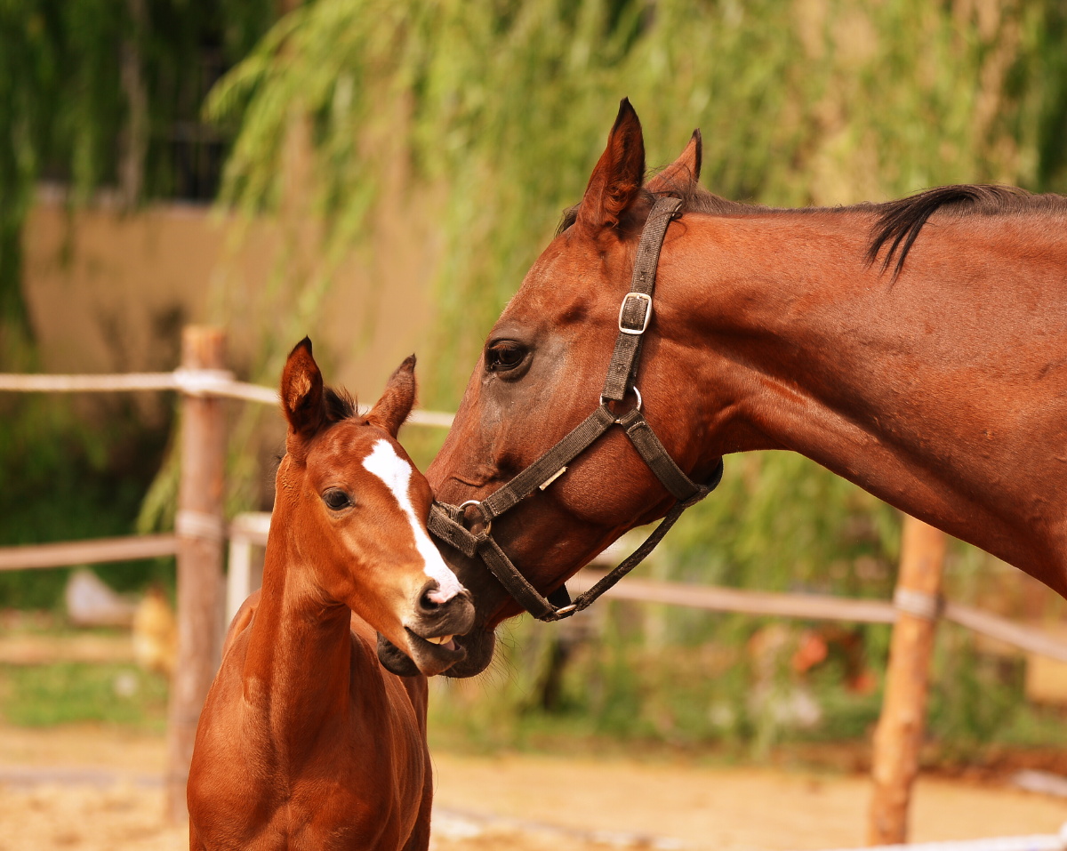 马骑士马的母马种马#农场哺乳动物小马骏马母子舔犊情深还没有人打赏