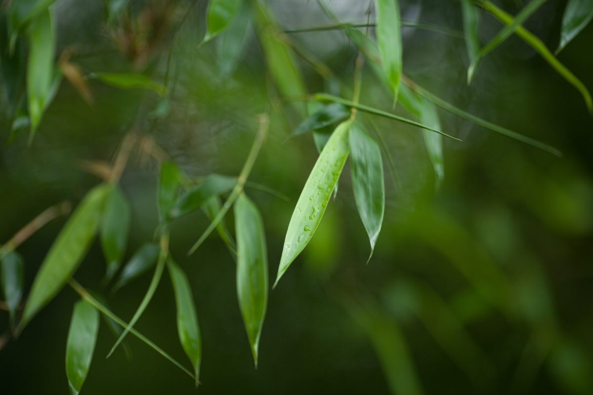 靠近点你就能闻到竹子呼吸的香味