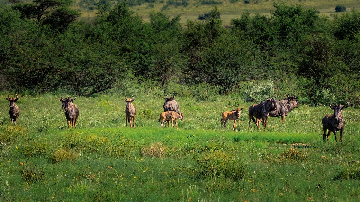 非洲食草动物群