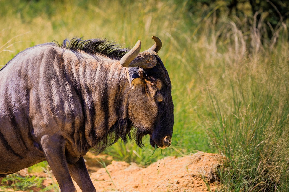 南非角马 wildebeest也叫牛羚,是一种生活在非洲草原上的大型食草动物