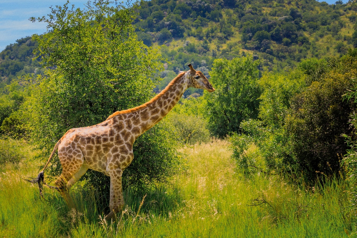 南非长颈鹿giraffeofsouthafrica生长在非洲的反刍偶蹄动物是世界上