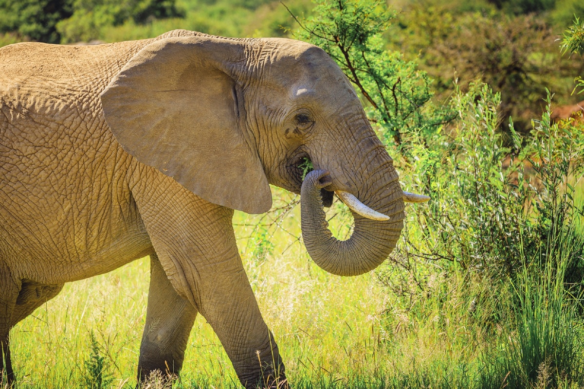 非洲象非洲象生活在热带森林,丛林和草原地带,它是现存最大的陆生哺乳