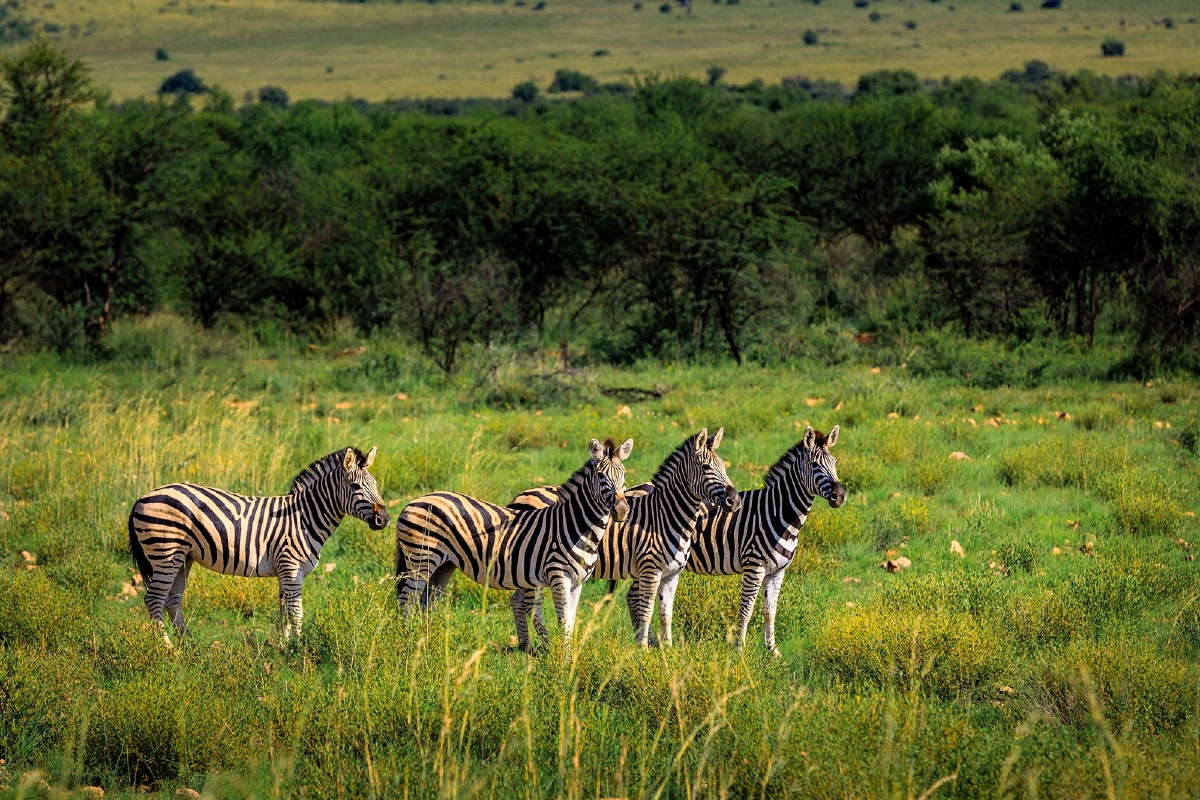 非洲食草动物群