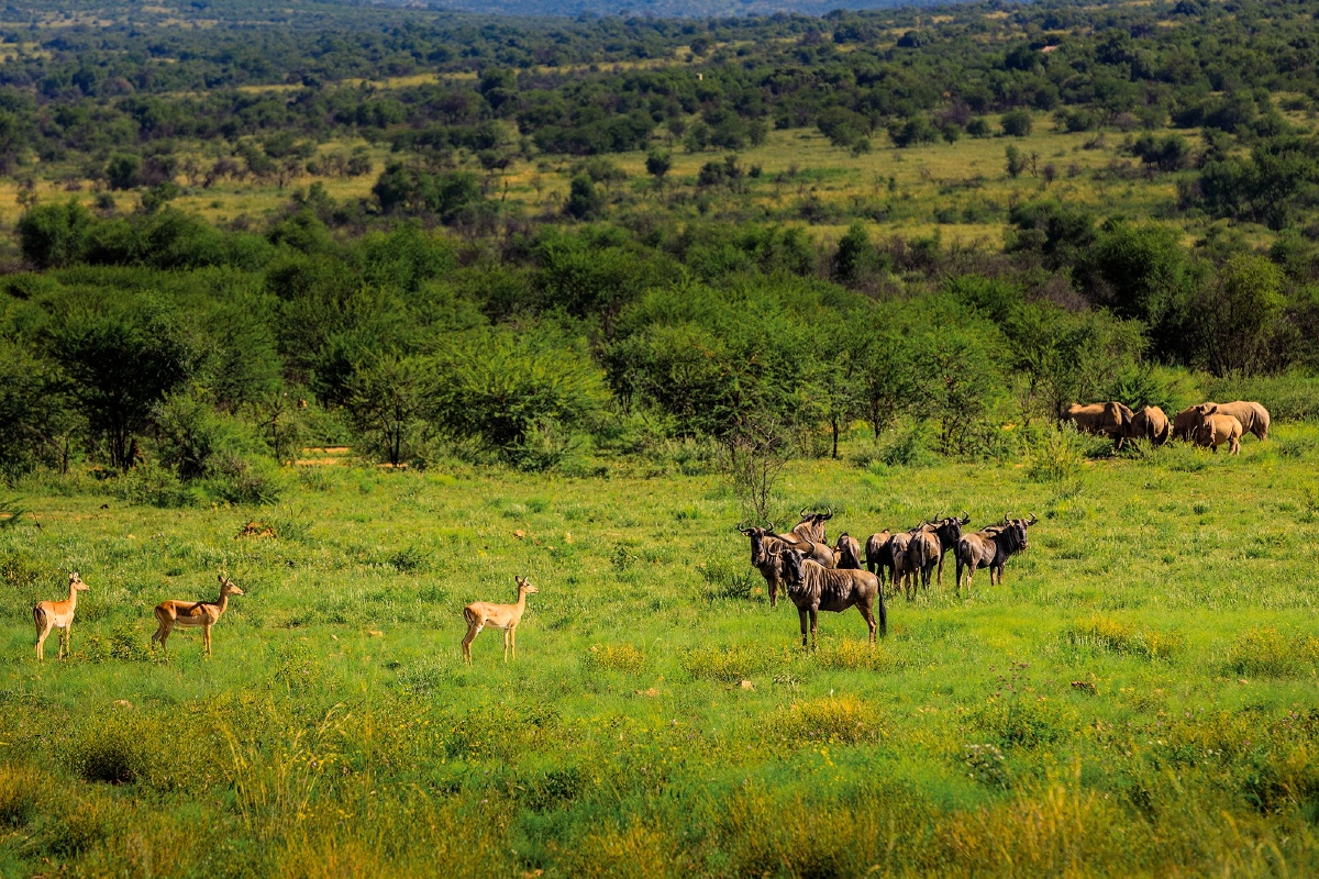 非洲食草动物群