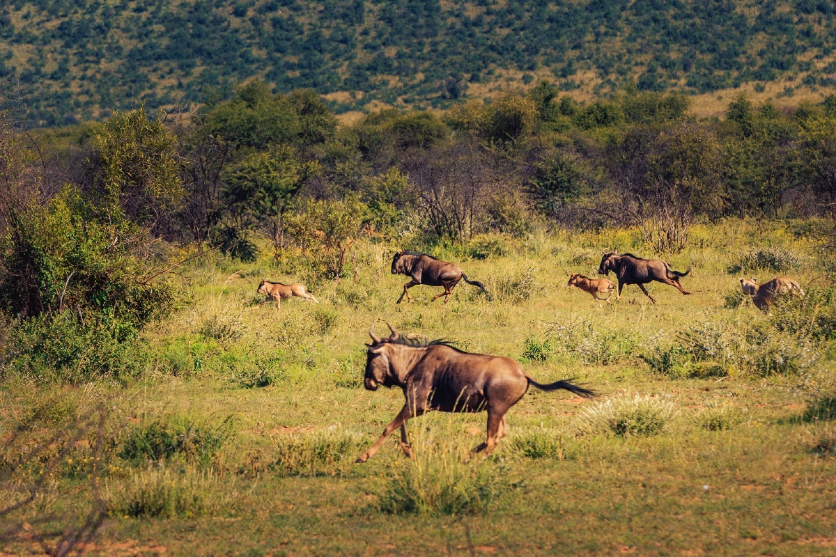 非洲食草动物群