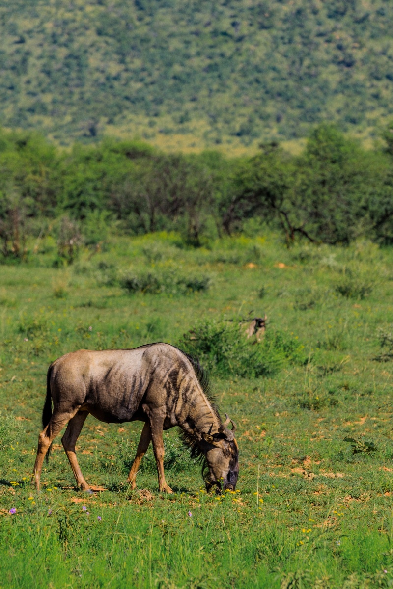 南非角马 wildebeest也叫牛羚,是一种生活在非洲草原上的大型食草动物