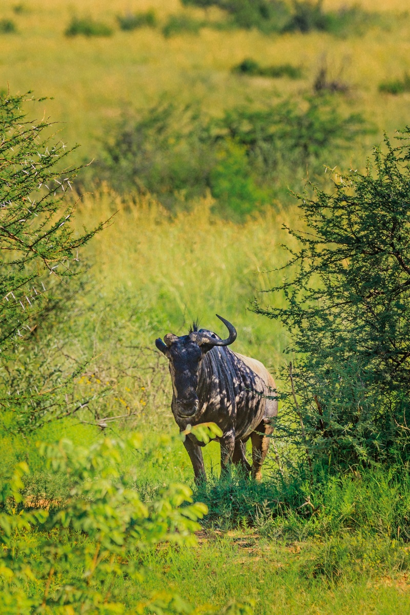 南非角马 wildebeest也叫牛羚,是一种生活在非洲草原上的大型食草动物