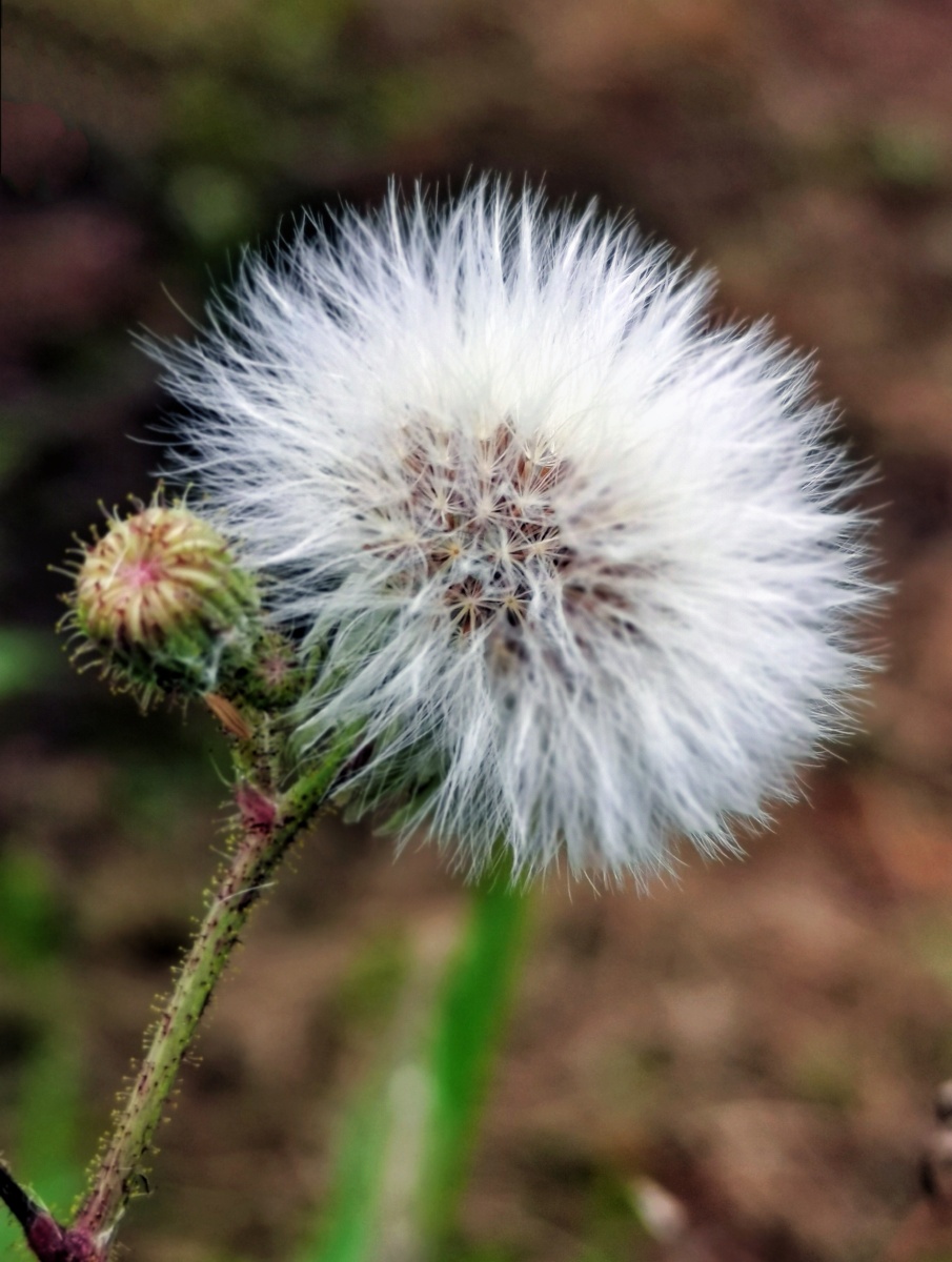 毛茸茸的蒲公英花
