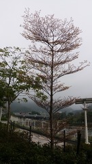 368036