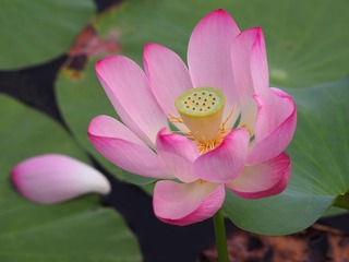 P7070064