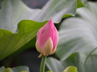 P7070036