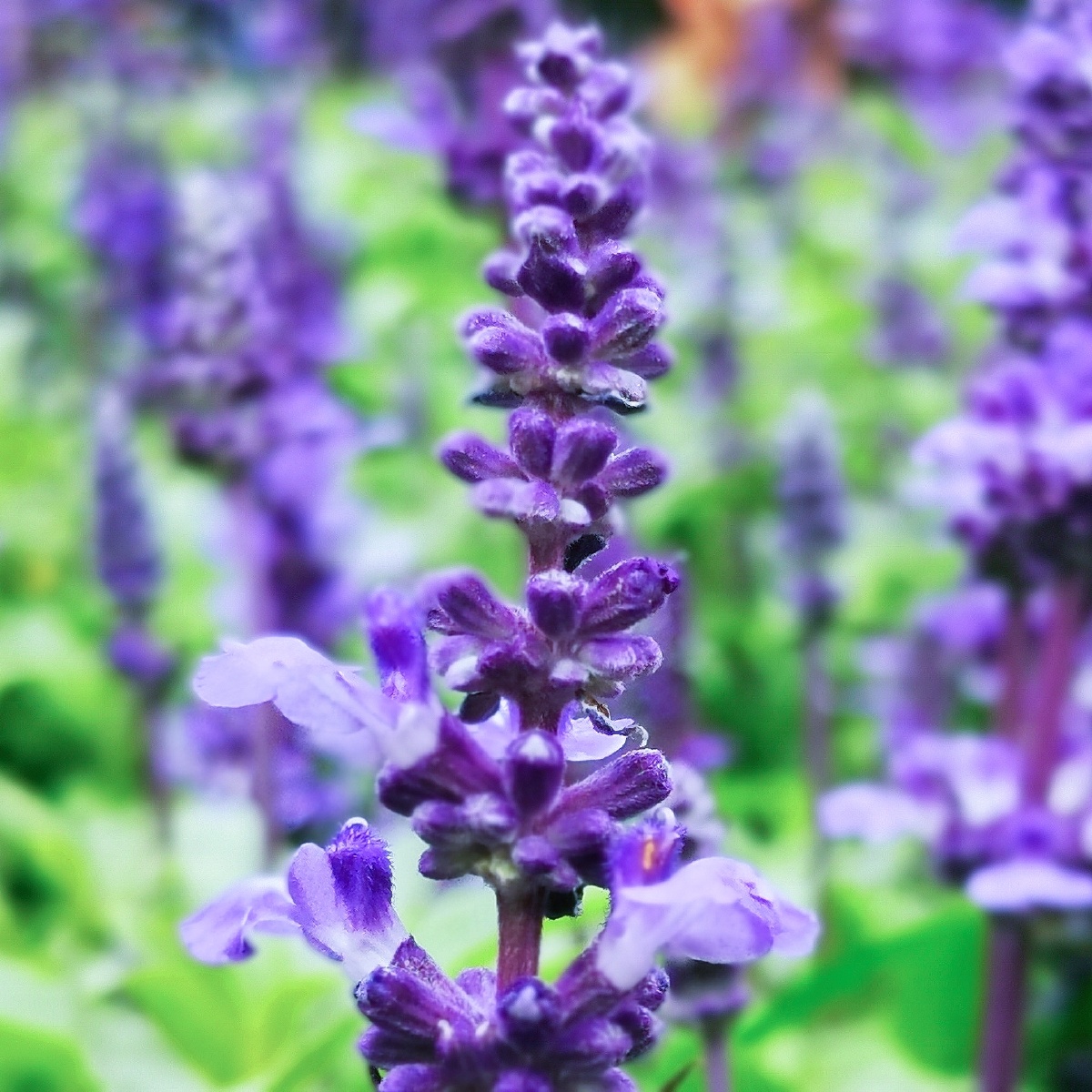 薰衣草 - 喵小姐爱摄影 - 图虫