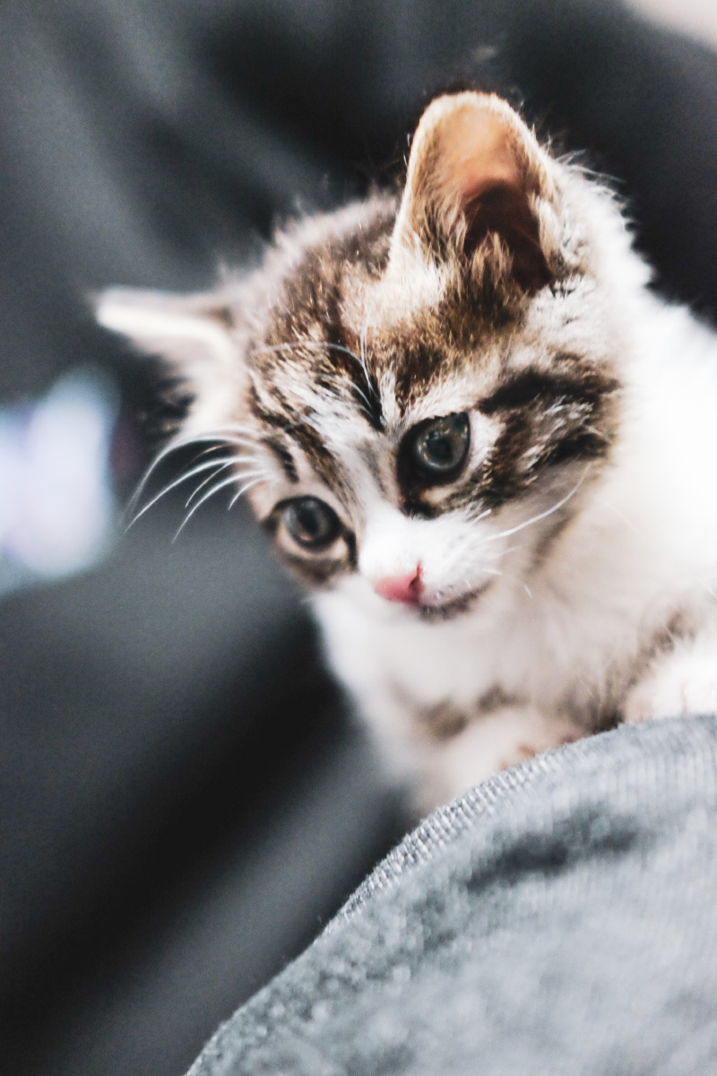 6分钟前 ·阅读26 wenstudio 关注 一组猫片·4