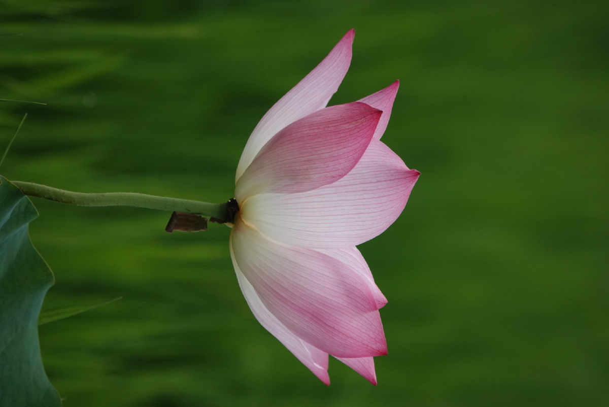 蝴蝶飞舞与荷花
