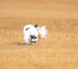 15996