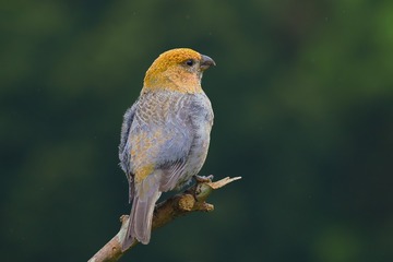 12906