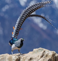 172203