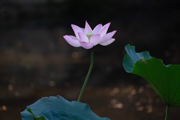17004