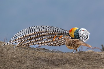 11394