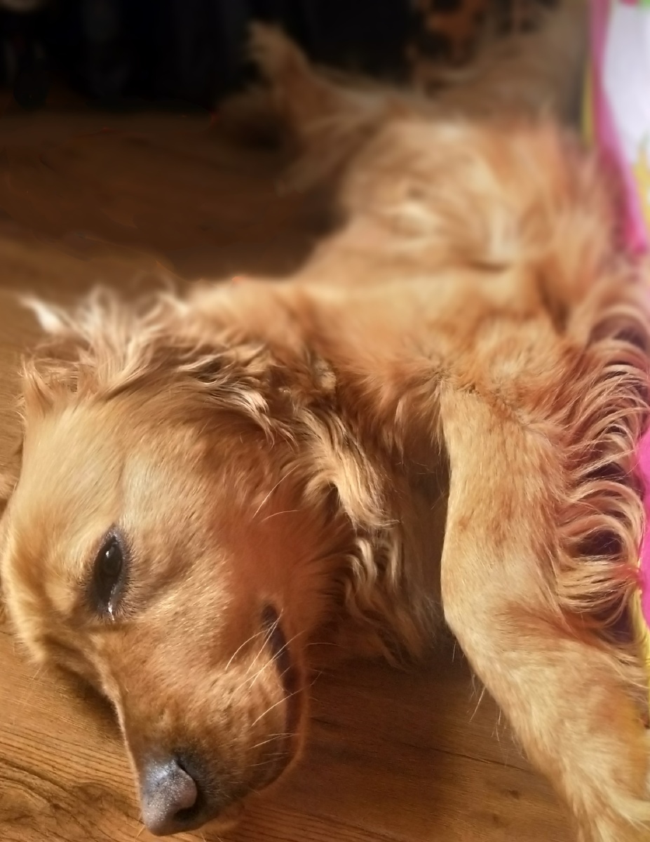 两岁的大金毛狗子