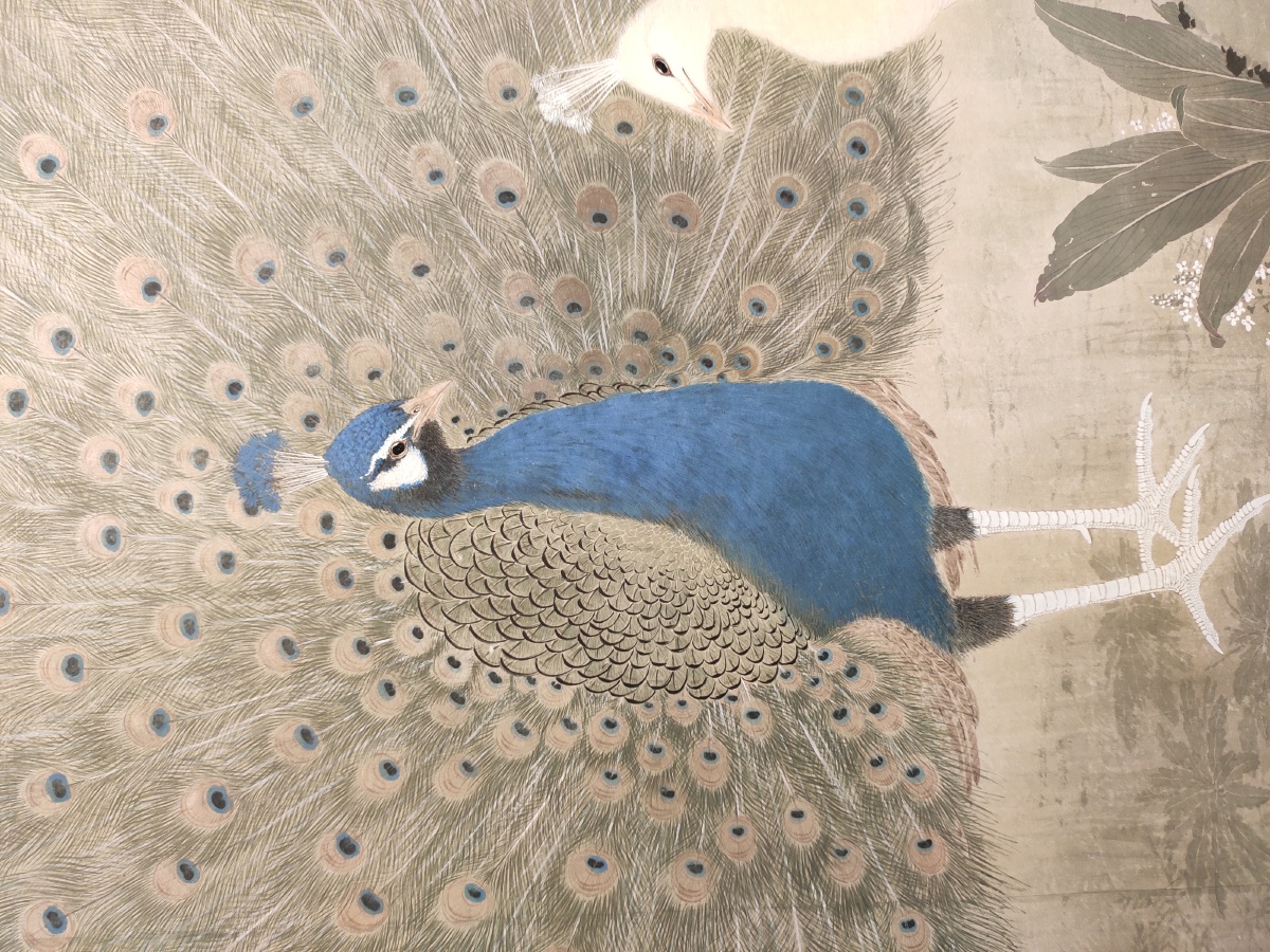 画的孔雀翎毛满足数毛党