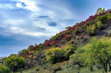 DSC_0971-1