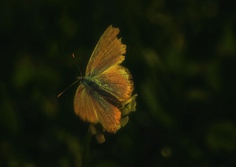 DSC_0102 (2)-1