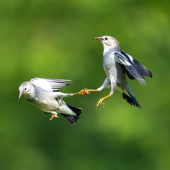 25518