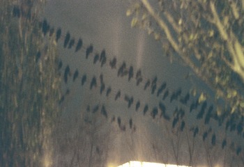 1000008103