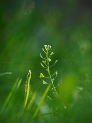 CD607B3E-4A7A-4904-BC15-4640F49802FB/L0/001