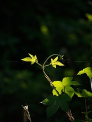 B35C2564-2E7B-4A13-88C0-FB5C39F532CF/L0/001