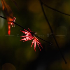 478378EA-01E8-46EC-A606-CBB852AAEBD6/L0/001