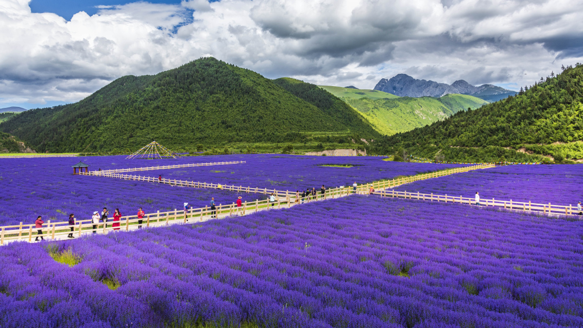 20210704拍摄于四川阿坝九寨沟附近薰衣草基地君子裕关注