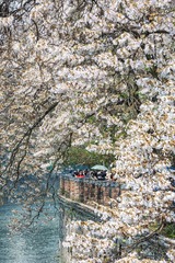 泡桐花开