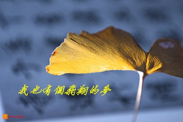 我也有个飞翔的梦想  周裕君