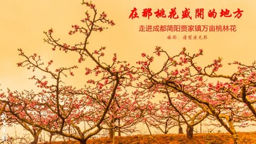 贾家镇桃花020