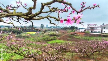贾家镇桃花019