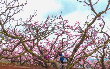 贾家镇桃花011