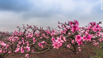 贾家镇桃花024